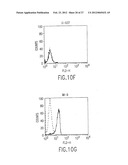 B LYMPHOCYTE STIMULATOR ASSAYS diagram and image