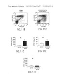 B LYMPHOCYTE STIMULATOR ASSAYS diagram and image