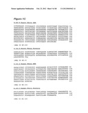 HUMAN MONOCLONAL ANTIBODIES TO CTLA-4 diagram and image