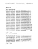 HUMAN MONOCLONAL ANTIBODIES TO CTLA-4 diagram and image