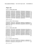 HUMAN MONOCLONAL ANTIBODIES TO CTLA-4 diagram and image