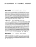 HUMAN MONOCLONAL ANTIBODIES TO CTLA-4 diagram and image