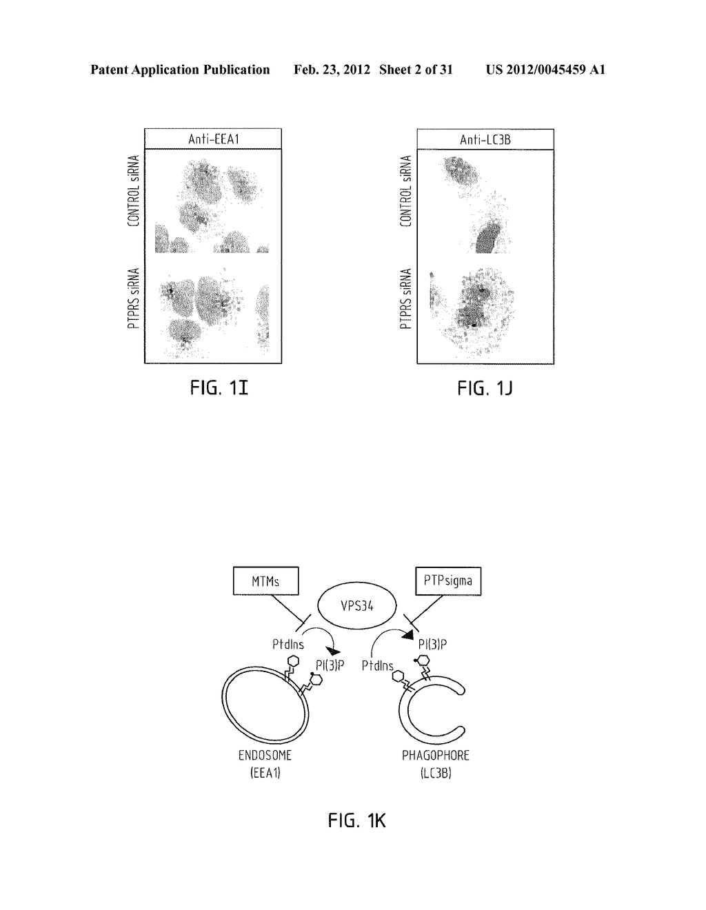 Methods for Treating Autophagy-Related Disorders - diagram, schematic, and image 03