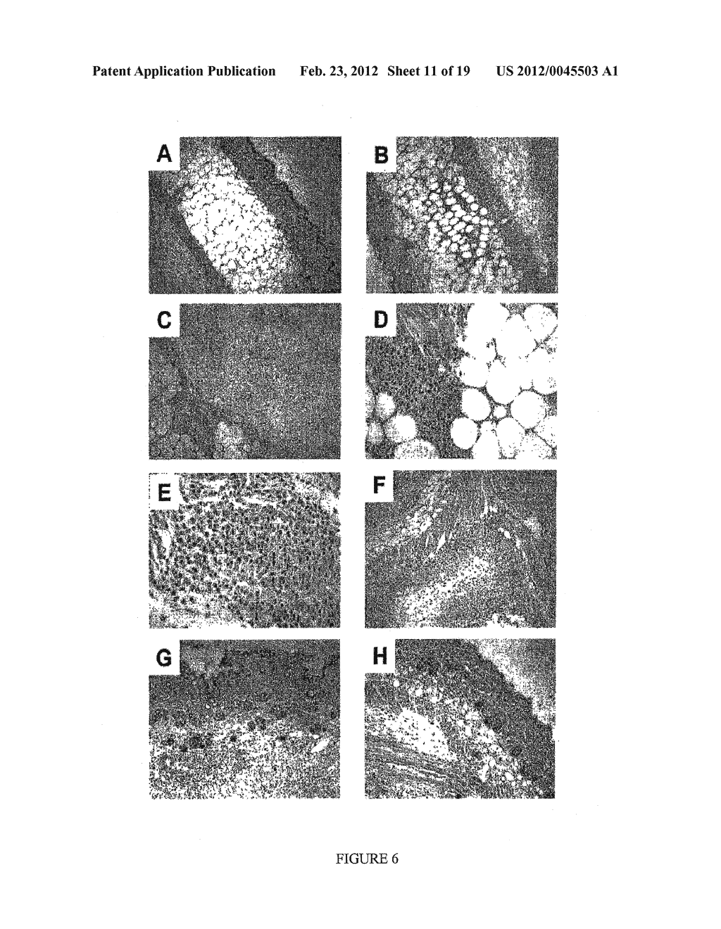 Compositions And Methods For Wound Healing - diagram, schematic, and image 12