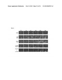 USE OF DEOXYELEPHANTOPIN (DET) AND ANALOGUES THEREOF FOR TREATMENT OF     MELANOMA diagram and image