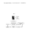 USE OF DEOXYELEPHANTOPIN (DET) AND ANALOGUES THEREOF FOR TREATMENT OF     MELANOMA diagram and image