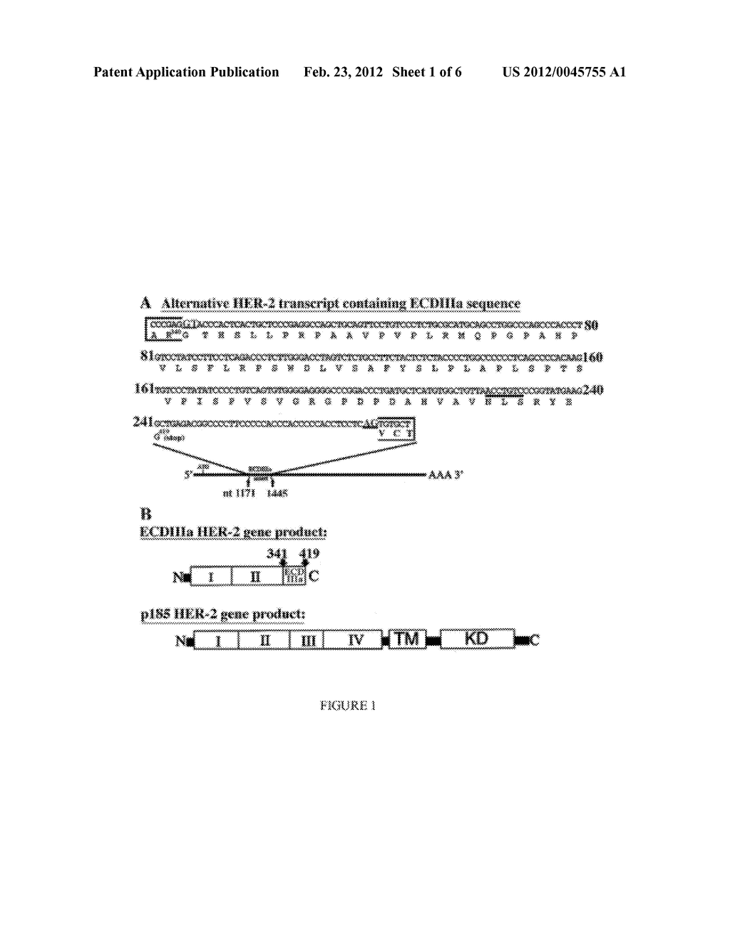 HER-2 BINDING ANTAGONISTS - diagram, schematic, and image 02