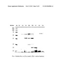 ENZYMATIC SYNTHESIS OF NOOTKATONE diagram and image