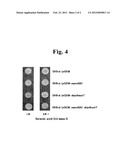 GENE ENCODING A PROTEIN HAVING AN ABILITY TO ENHANCE A SELENATE REDUCTION     ACTIVITY diagram and image