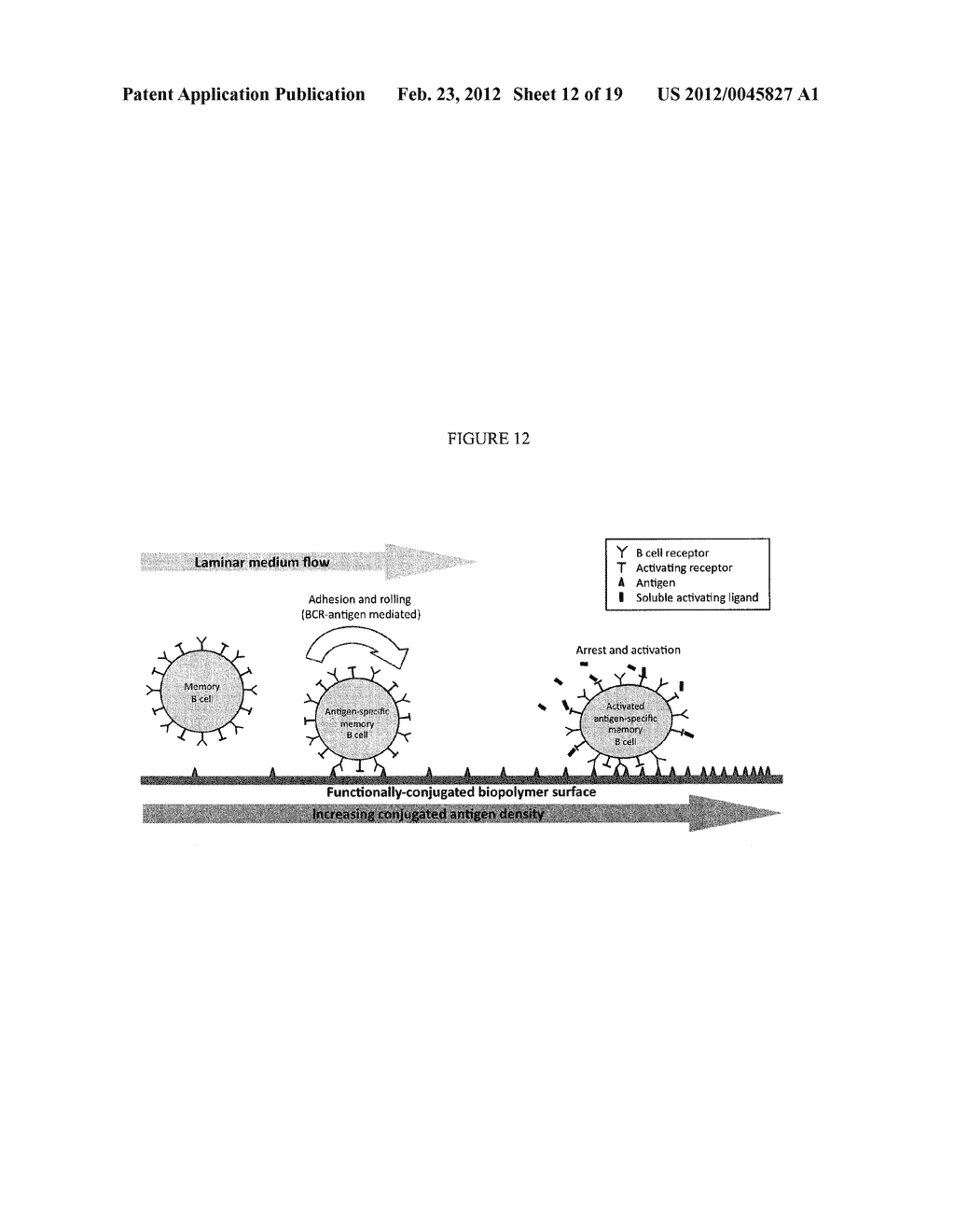 SEPARATION OF ANTIGEN-SPECIFIC MEMORY B CELLS WITH A CONJUGATED BIOPOLYMER     SURFACE - diagram, schematic, and image 13