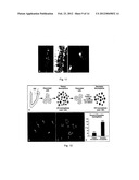 MULTIPOTENT NEURAL STEM CELLS diagram and image