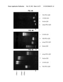 AUTOMATED DETECTION AND COUNTING OF BIOMOLECULES USING NANOPARTICLE PROBES diagram and image