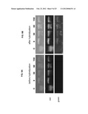 AUTOMATED DETECTION AND COUNTING OF BIOMOLECULES USING NANOPARTICLE PROBES diagram and image