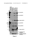 METHOD FOR DIAGNOSING ACUTE LYMPHOMIC LEUKEMIA (ALL) USING MIR-222 diagram and image