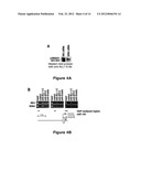 METHOD FOR DIAGNOSING ACUTE LYMPHOMIC LEUKEMIA (ALL) USING MIR-146a diagram and image