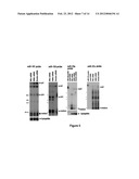 METHOD FOR DIAGNOSING ACUTE LYMPHOMIC LEUKEMIA (ALL) USING MIR-146a diagram and image