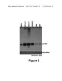 METHOD FOR DIAGNOSING ACUTE LYMPHOMIC LEUKEMIA (ALL) USING MIR-146a diagram and image