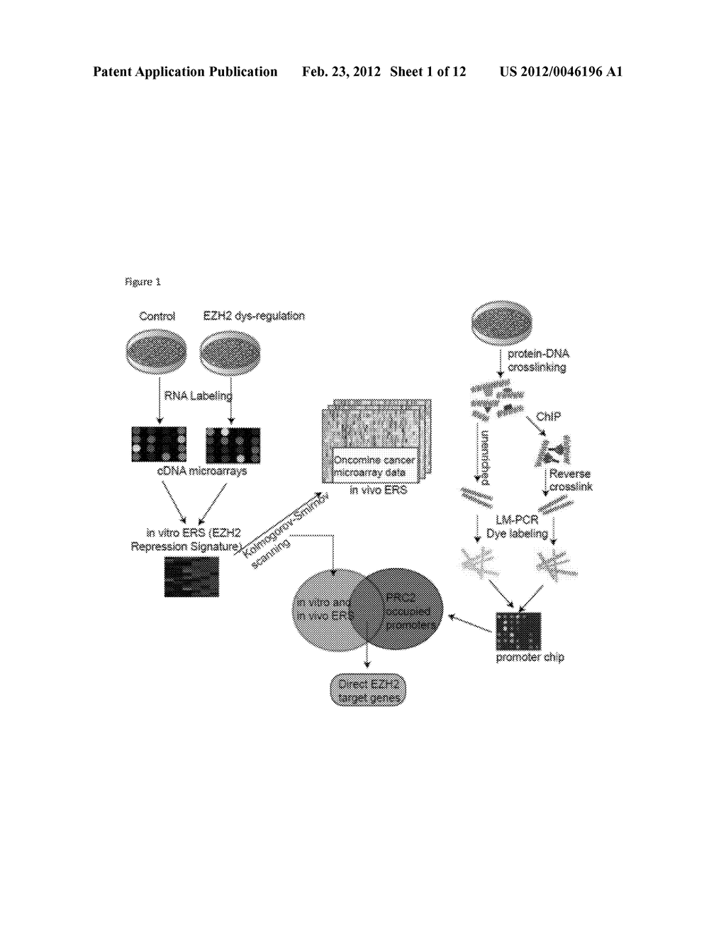 ADRB2 Cancer Markers - diagram, schematic, and image 02