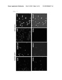 TNF-alpha Antagonists Containing IGFBP5 diagram and image