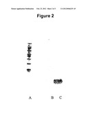 Conjugates of hydroxyalkyl starch and a protein, prepared by native     chemical ligation diagram and image