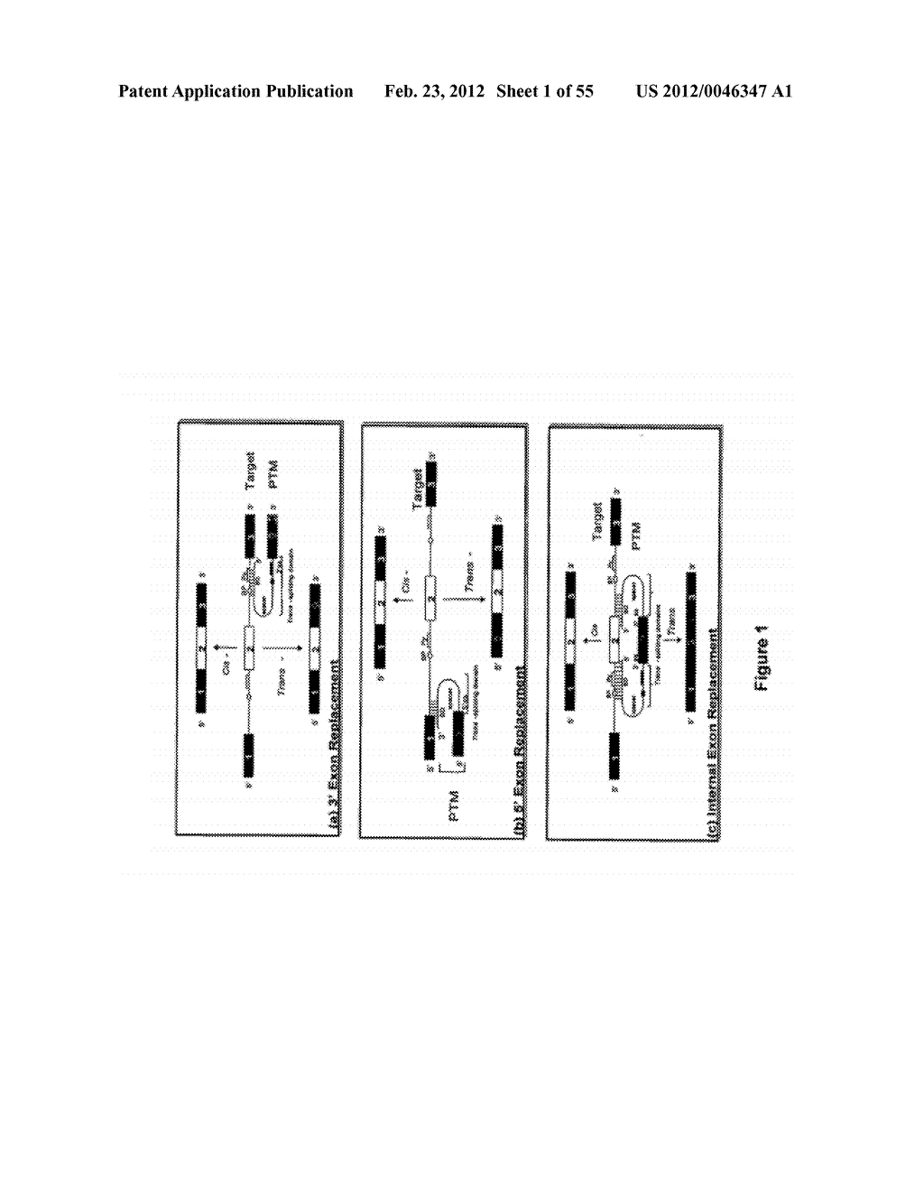 EXPRESSION OF APOAI AND VARIANTS THEREOF USING SPLICEOSOME MEDIATED RNA     TRANS-SPLICING - diagram, schematic, and image 02