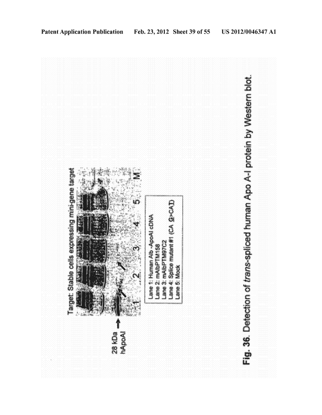EXPRESSION OF APOAI AND VARIANTS THEREOF USING SPLICEOSOME MEDIATED RNA     TRANS-SPLICING - diagram, schematic, and image 40