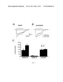 p16 MEDIATED REGULATION OF NMDA RECEPTORS diagram and image