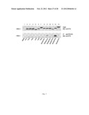 p16 MEDIATED REGULATION OF NMDA RECEPTORS diagram and image