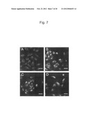 PROTEIN CHARGE REGULATOR AND PROTEIN-ENCAPSULATING POLYMER MICELLE COMPLEX diagram and image