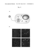 PROTEIN CHARGE REGULATOR AND PROTEIN-ENCAPSULATING POLYMER MICELLE COMPLEX diagram and image