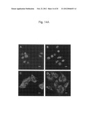 PROTEIN CHARGE REGULATOR AND PROTEIN-ENCAPSULATING POLYMER MICELLE COMPLEX diagram and image