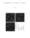 PROTEIN CHARGE REGULATOR AND PROTEIN-ENCAPSULATING POLYMER MICELLE COMPLEX diagram and image