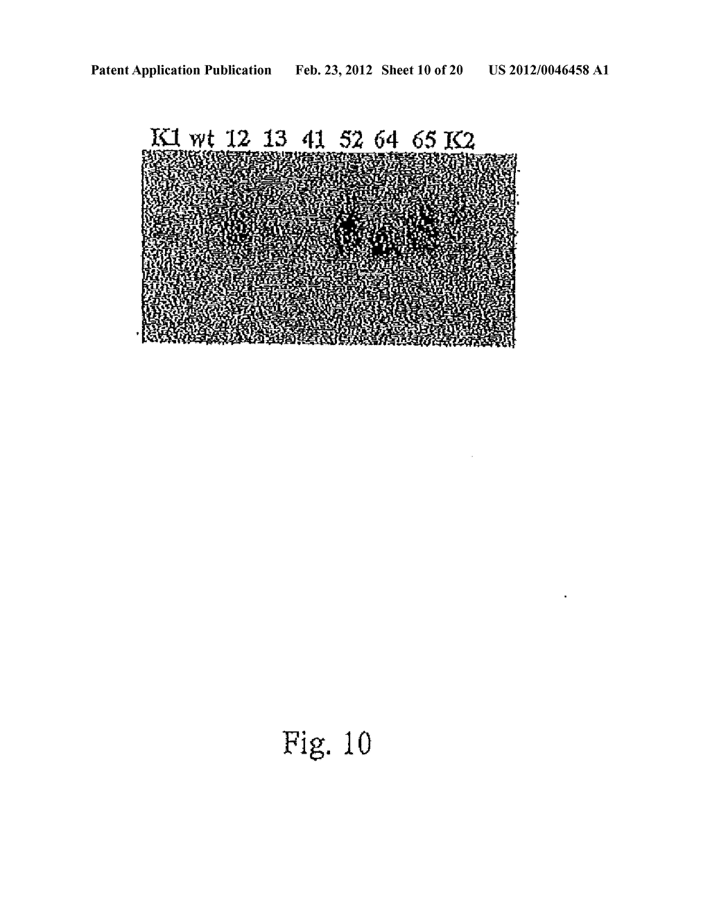 METHOD FOR THE PRODUCING ALPHA-1, 6-BRANCHED ALPHA-1, 4-GLUCANS FROM     SUCROSE - diagram, schematic, and image 11