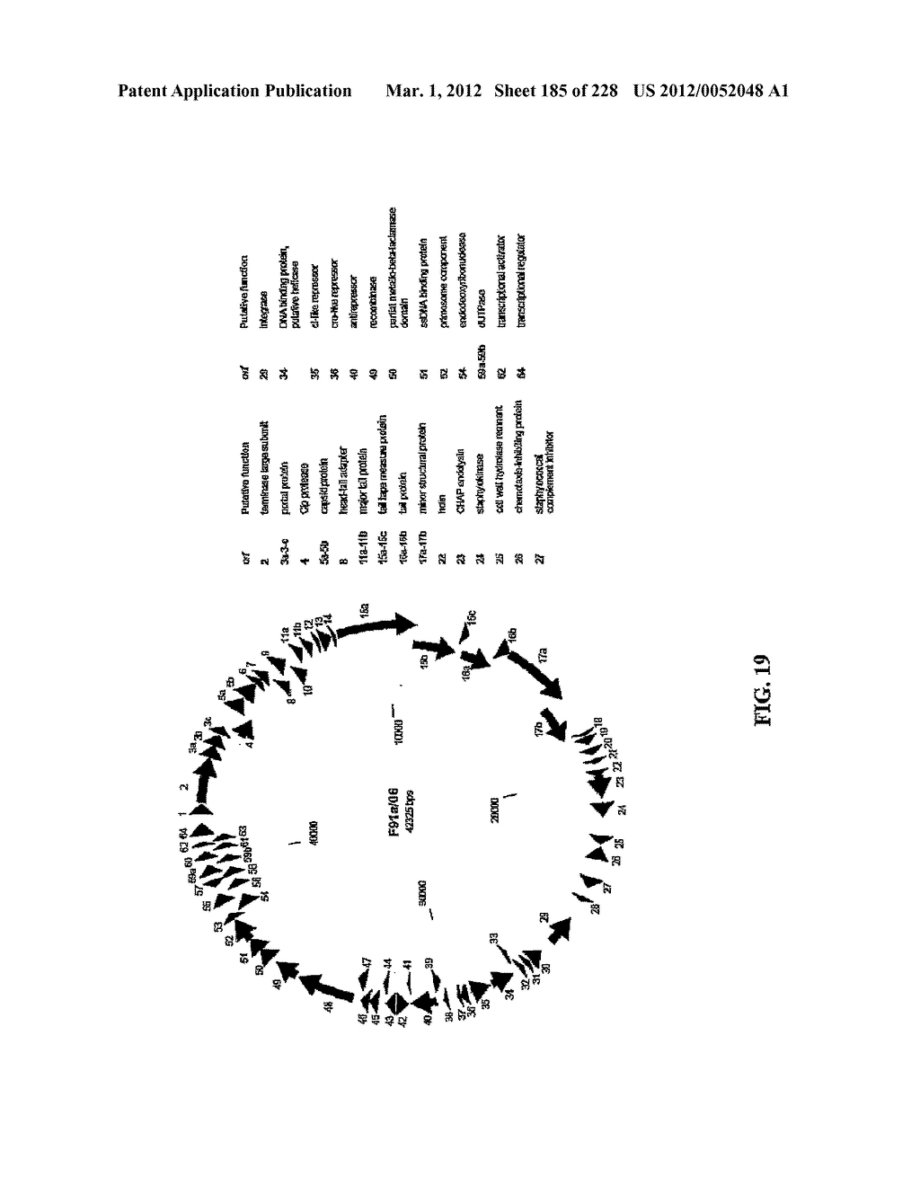 ANTIBACTERIAL PHAGE, PHAGE PEPTIDES AND METHODS OF USE THEREOF - diagram, schematic, and image 186