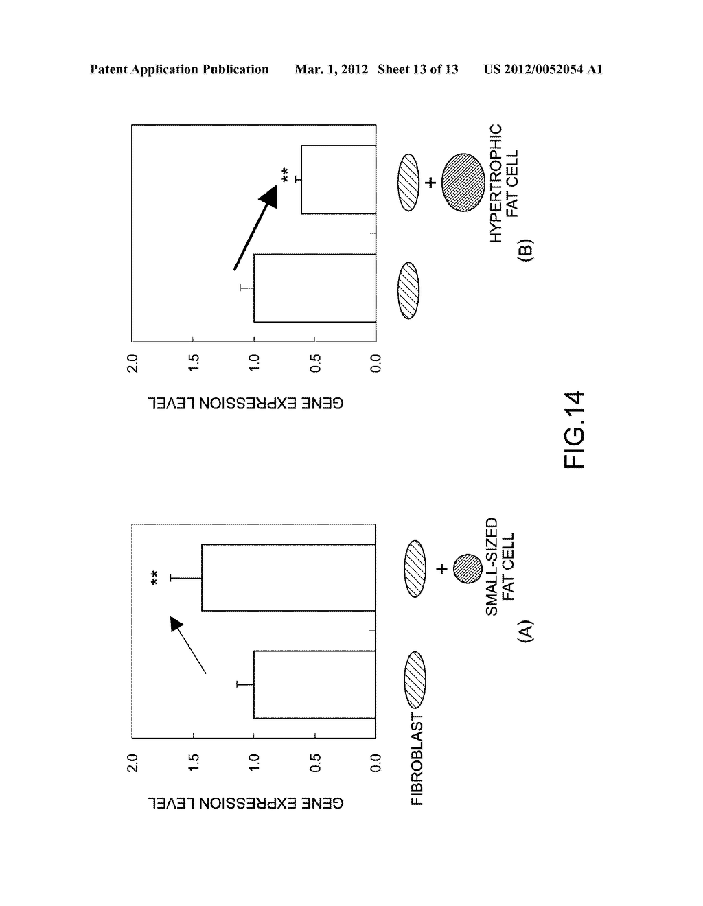 METHOD FOR PREVENTING SKIN ELASTICITY LOSS BY SUPPRESSING INCREASE OF     SUBCUTANEOUS FAT - diagram, schematic, and image 14