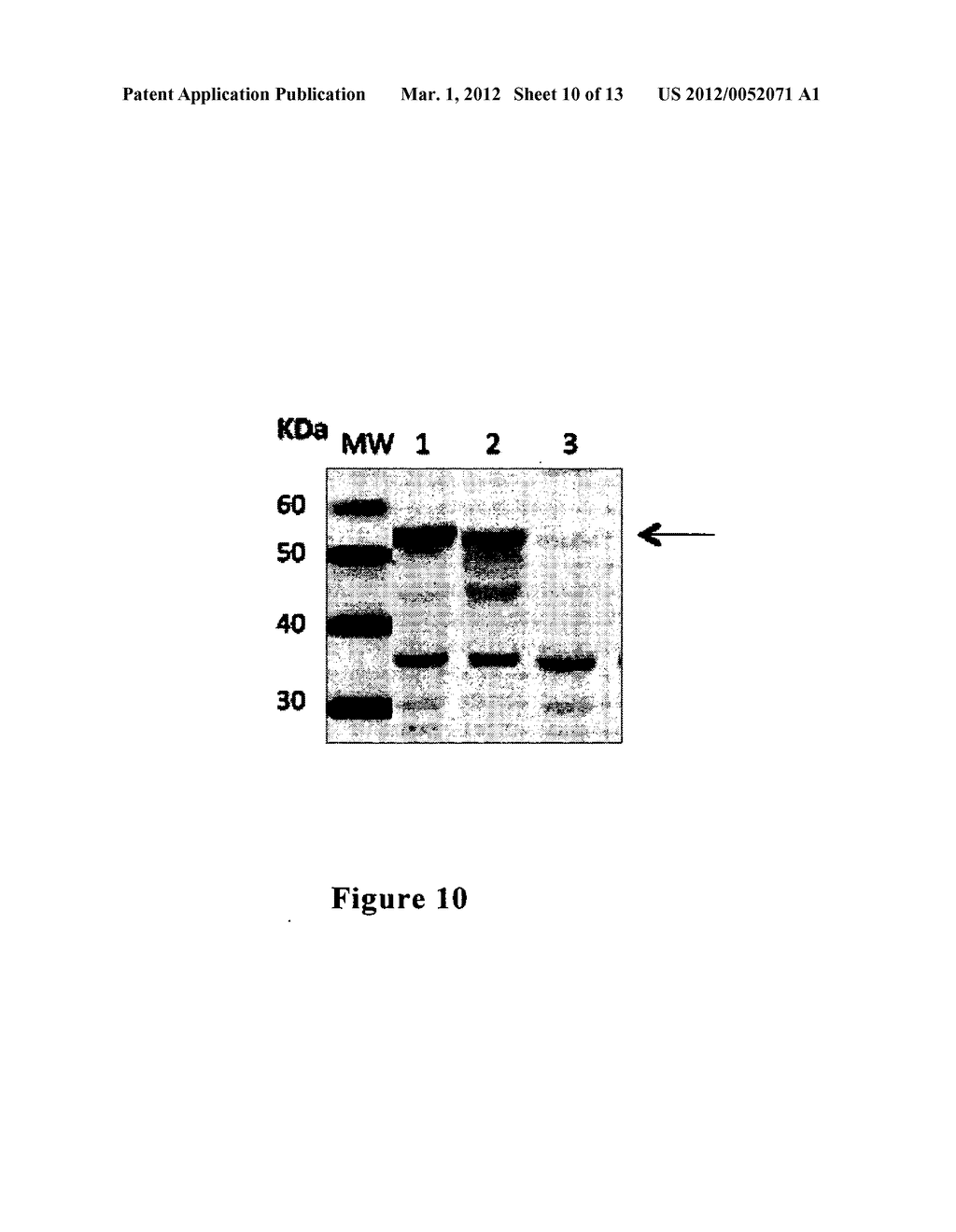 TUMOR MARKERS AND METHODS OF USE THEREOF - diagram, schematic, and image 11