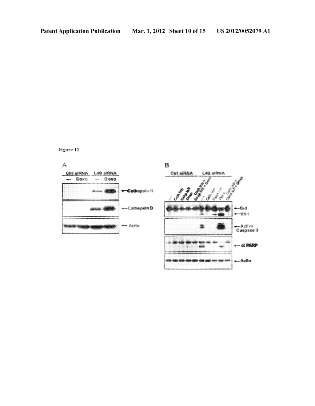 Compositions, Kits, and Methods for Predicting Anti-Cancer Response to     Anthracyclines - diagram, schematic, and image 11