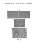 INTERLEUKIN-13 RECEPTOR ALPHA 2 PEPTIDE-BASED BRAIN CANCER VACCINES diagram and image