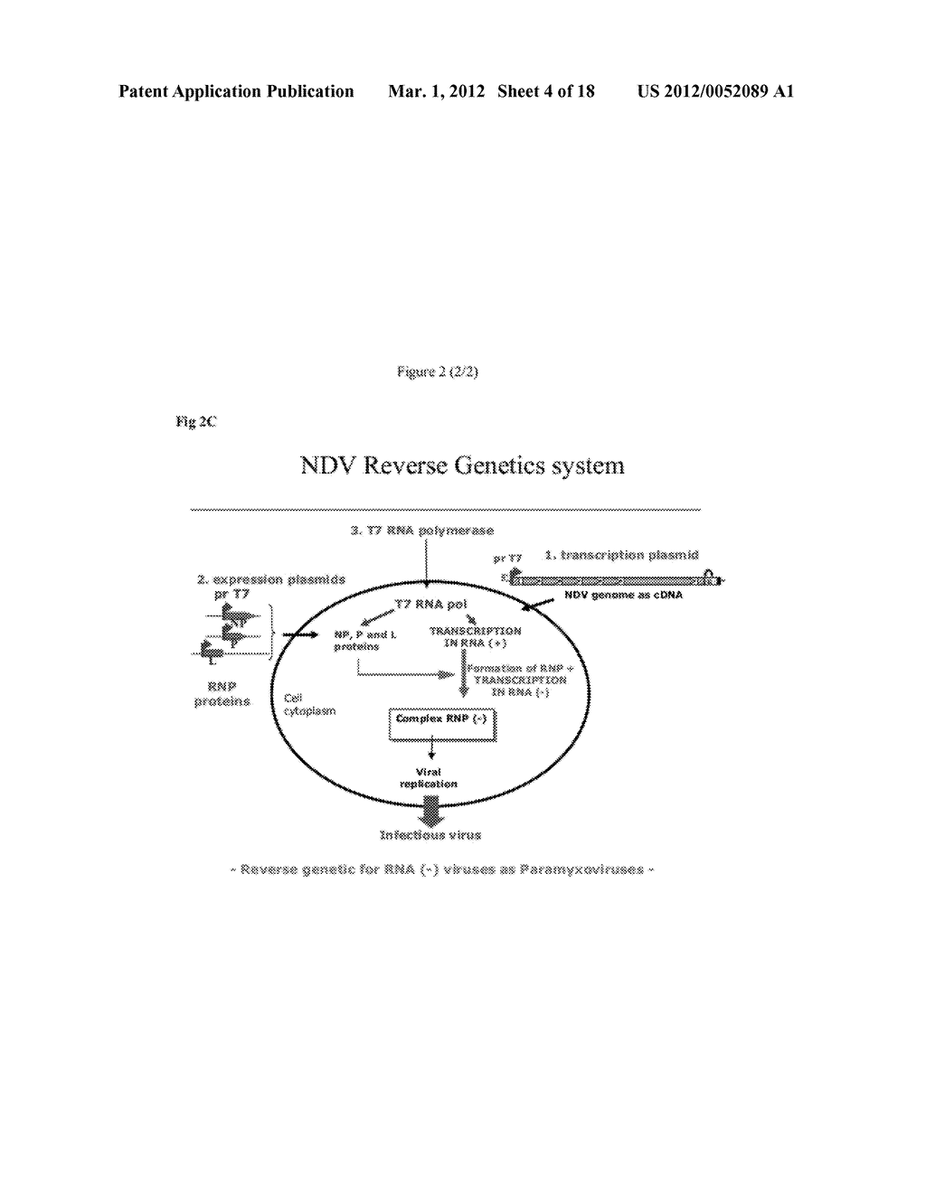 NEWCASTLE DISEASE VIRUS VECTORED HERPESVIRUS VACCINES - diagram, schematic, and image 05