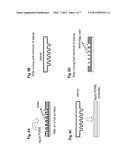 DEVICES AND METHODS FOR OBSERVING THE CELL DIVISION diagram and image