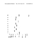 BIOSYNTHESIS OF CMP-LEGIONAMINIC ACID FROM FRUCTOSE-6-P, AND RESPECTIVE     PATHWAY INTERMEDIATES, USING NOVEL GDP-LINKED PRECURSORS diagram and image