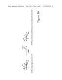 BIOSYNTHESIS OF CMP-LEGIONAMINIC ACID FROM FRUCTOSE-6-P, AND RESPECTIVE     PATHWAY INTERMEDIATES, USING NOVEL GDP-LINKED PRECURSORS diagram and image