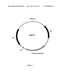 Reducing Carbon Dioxide Production and Increasing Ethanol Yield During     Microbial Ethanol Fermentation diagram and image