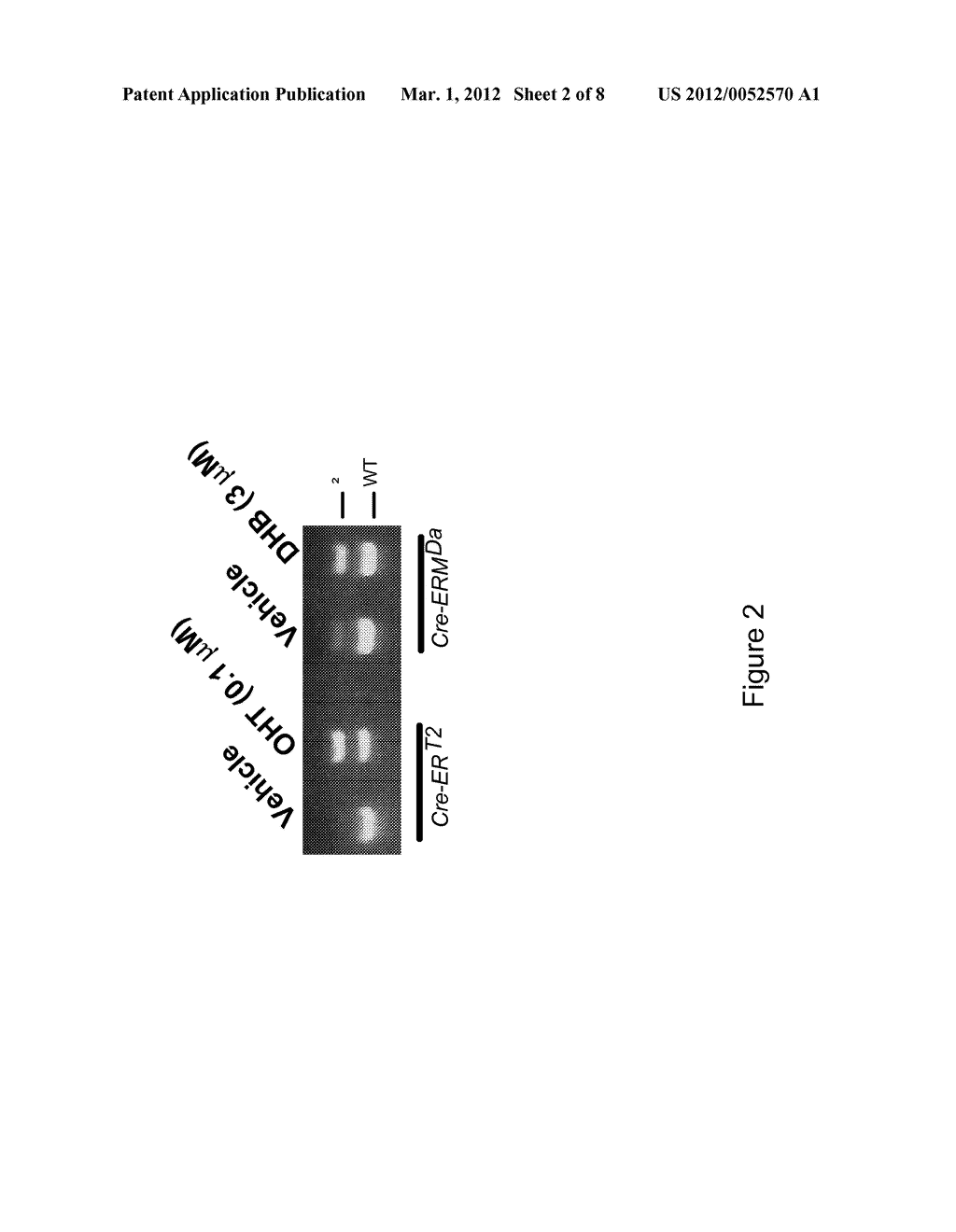 METHOD FOR TEMPORALLY CONTROLLING THE BIOLOGICAL ACTIVITY OF PROTEINS IN     VERTEBRATES, AND APPLICATIONS THEREOF - diagram, schematic, and image 03