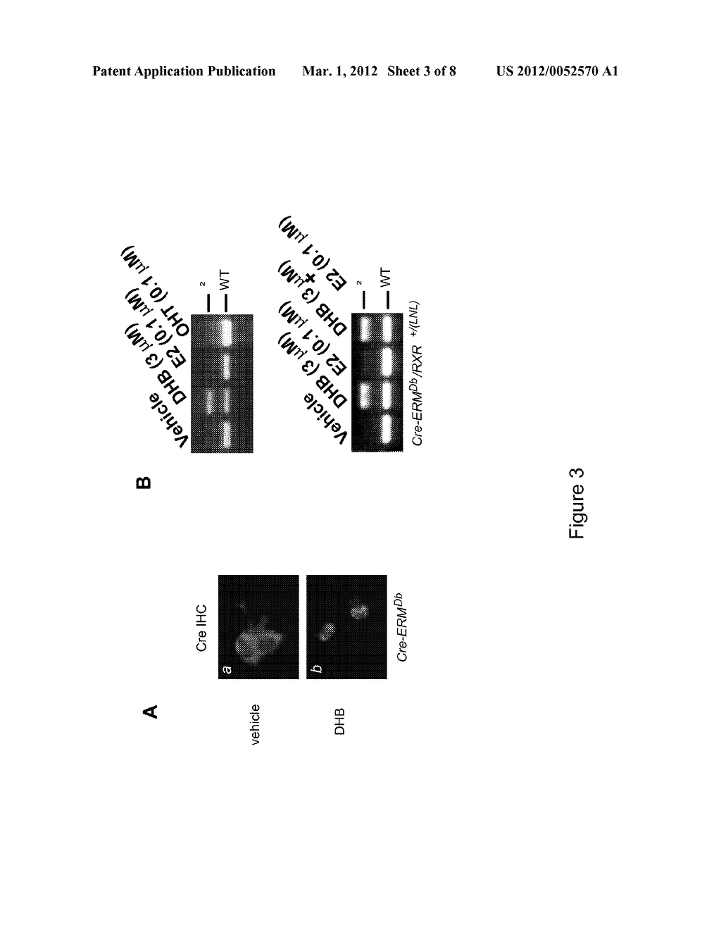 METHOD FOR TEMPORALLY CONTROLLING THE BIOLOGICAL ACTIVITY OF PROTEINS IN     VERTEBRATES, AND APPLICATIONS THEREOF - diagram, schematic, and image 04