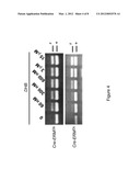 METHOD FOR TEMPORALLY CONTROLLING THE BIOLOGICAL ACTIVITY OF PROTEINS IN     VERTEBRATES, AND APPLICATIONS THEREOF diagram and image