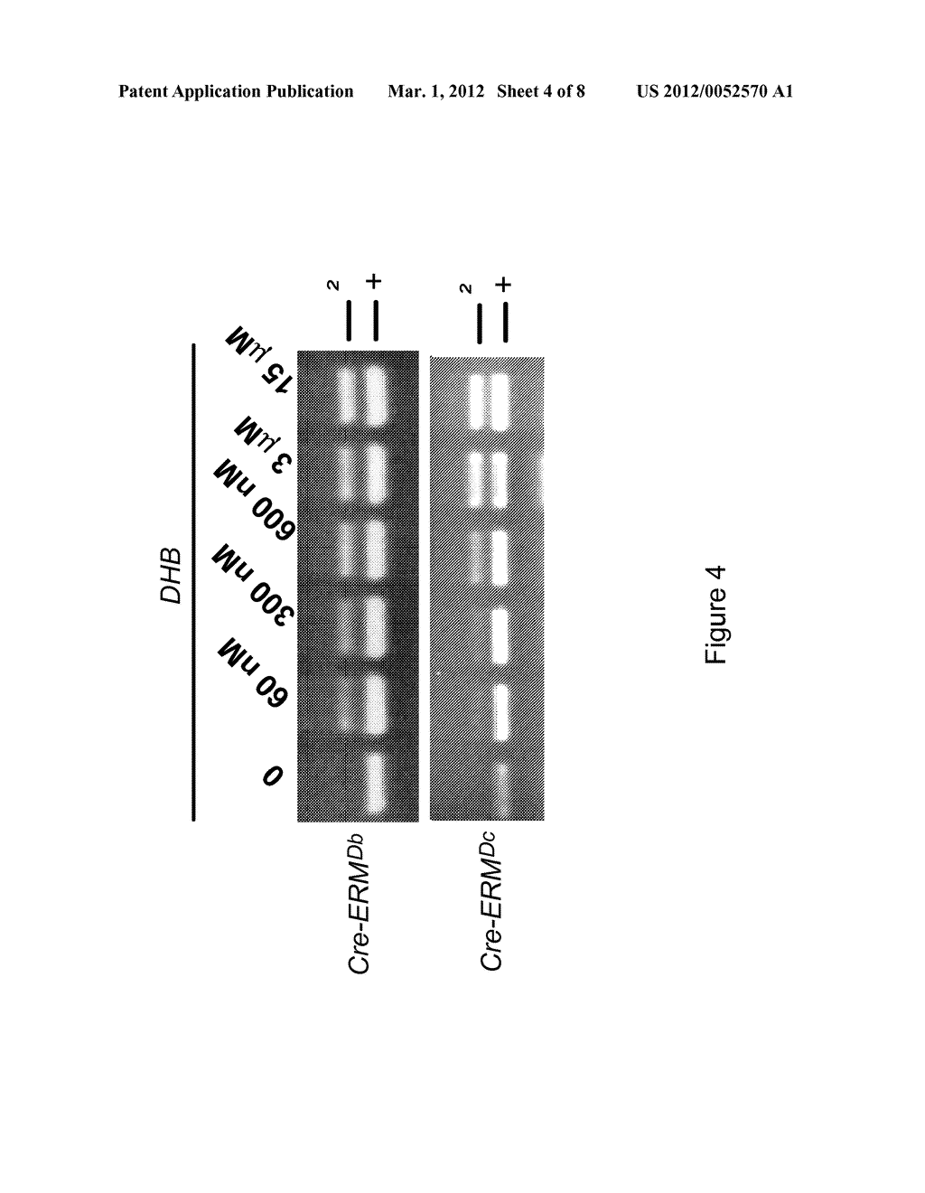 METHOD FOR TEMPORALLY CONTROLLING THE BIOLOGICAL ACTIVITY OF PROTEINS IN     VERTEBRATES, AND APPLICATIONS THEREOF - diagram, schematic, and image 05