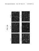 Differentiation of Human Embryonic Stem Cells diagram and image