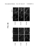 Differentiation of Human Embryonic Stem Cells diagram and image