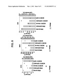 Differentiation of Human Embryonic Stem Cells diagram and image